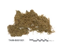 藏品(鱗苔屬)的圖片